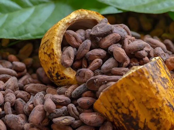 Cocoa