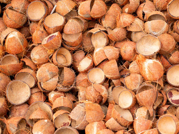 Coconut-Shell